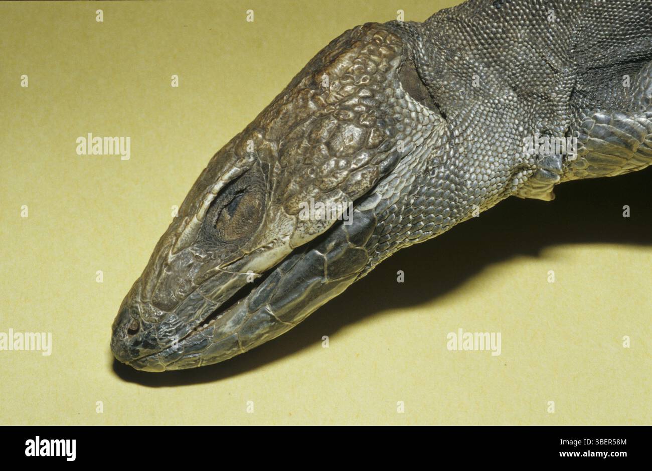 Skink apothicaire (Scincus scincus ?, syn. Scincus officinalis) Banque D'Images