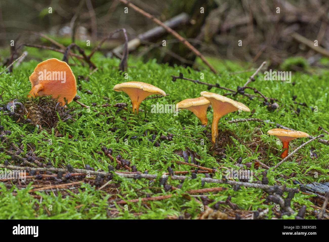 Fausse Chanterelle (Hygrophoropsis aurantiaca) Banque D'Images