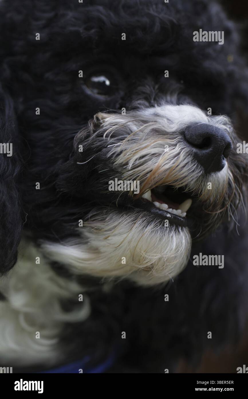 Caniche arlequin en action Banque D'Images