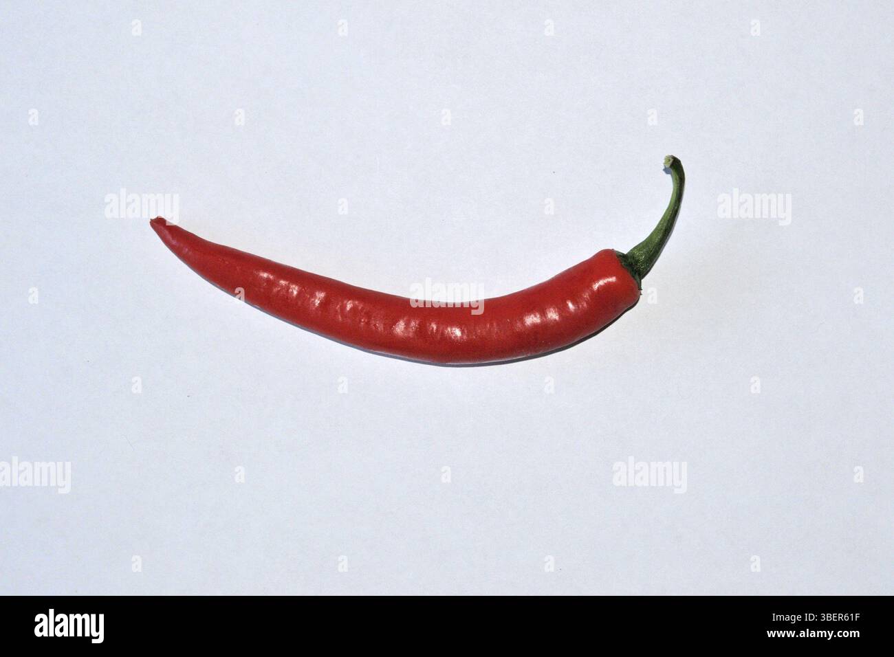 Piment (Capsicum annuum) Banque D'Images