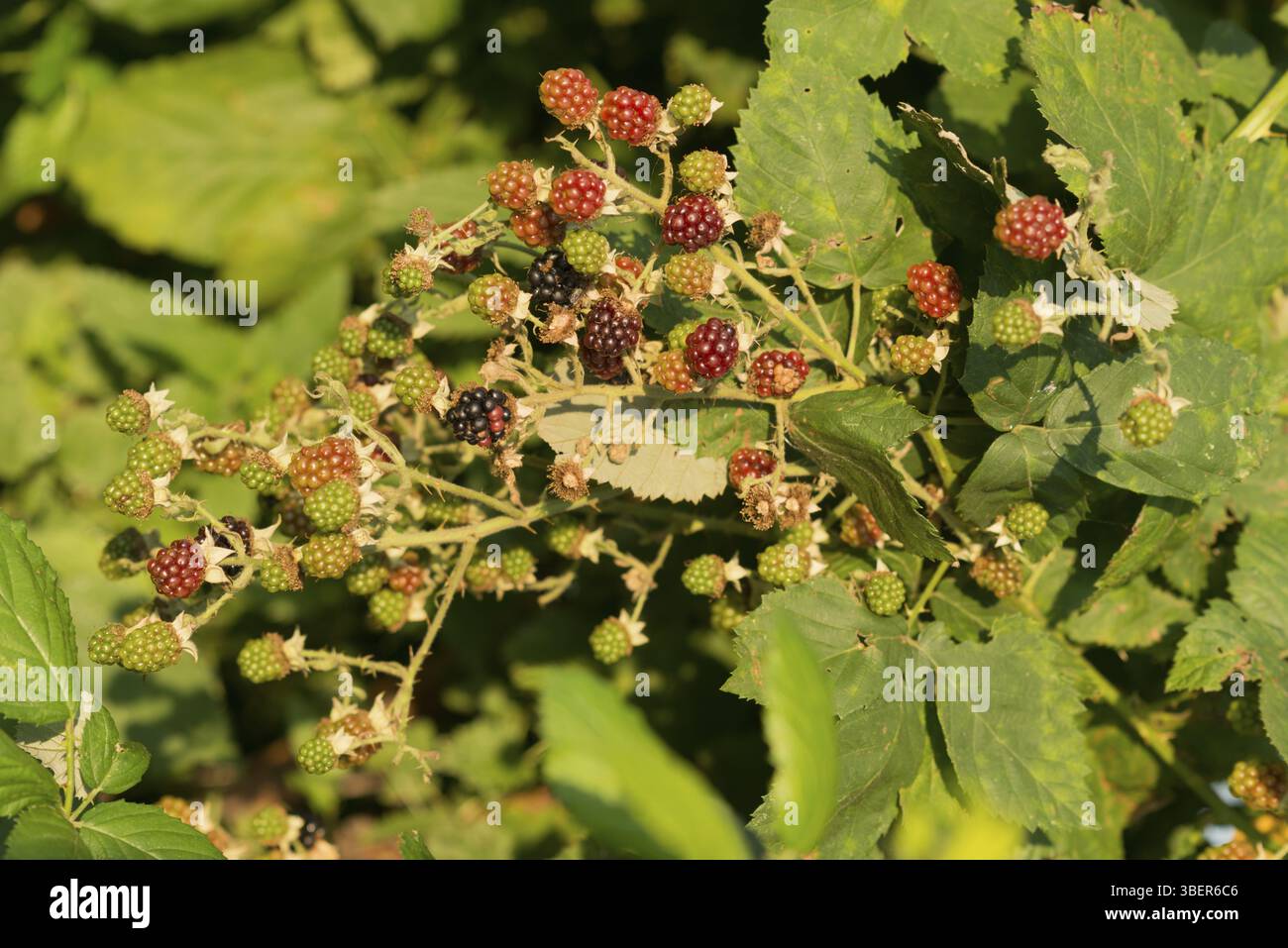 Mûres (Rubus sectio Rubus) Banque D'Images