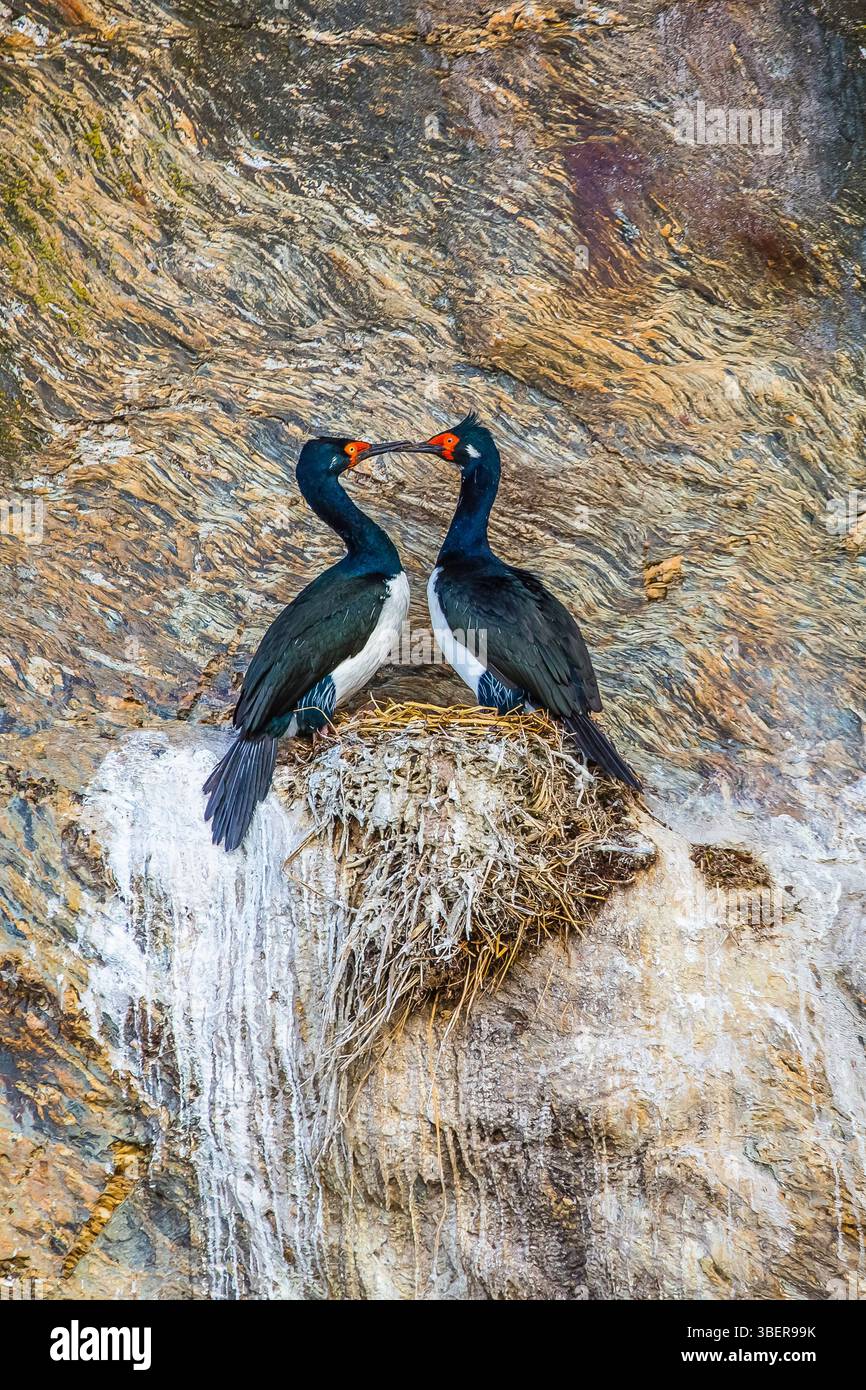 Shag rocheux, cormoran magellanique, Leucocarbo magellanicus, nidification sur les falaises, Rio Deseado, Puerto Deseado, Santa Cruz, Patagonie, Argentine, Sud Banque D'Images