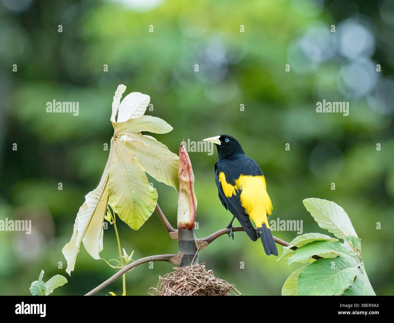 Cacique à grondement jaune, Cacicus cela, adulte au site de nidification sur Belluda Cano, Amazone, Loreto, Pérou, Amérique du Sud Banque D'Images