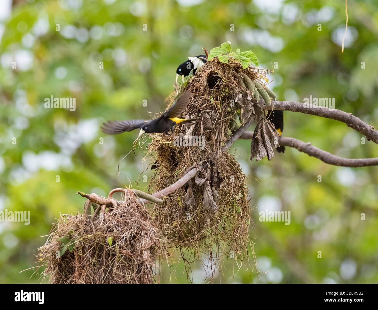 Cacique à grondement jaune, Cacicus cela, adulte au site de nidification sur Belluda Cano, Amazone, Loreto, Pérou, Amérique du Sud Banque D'Images