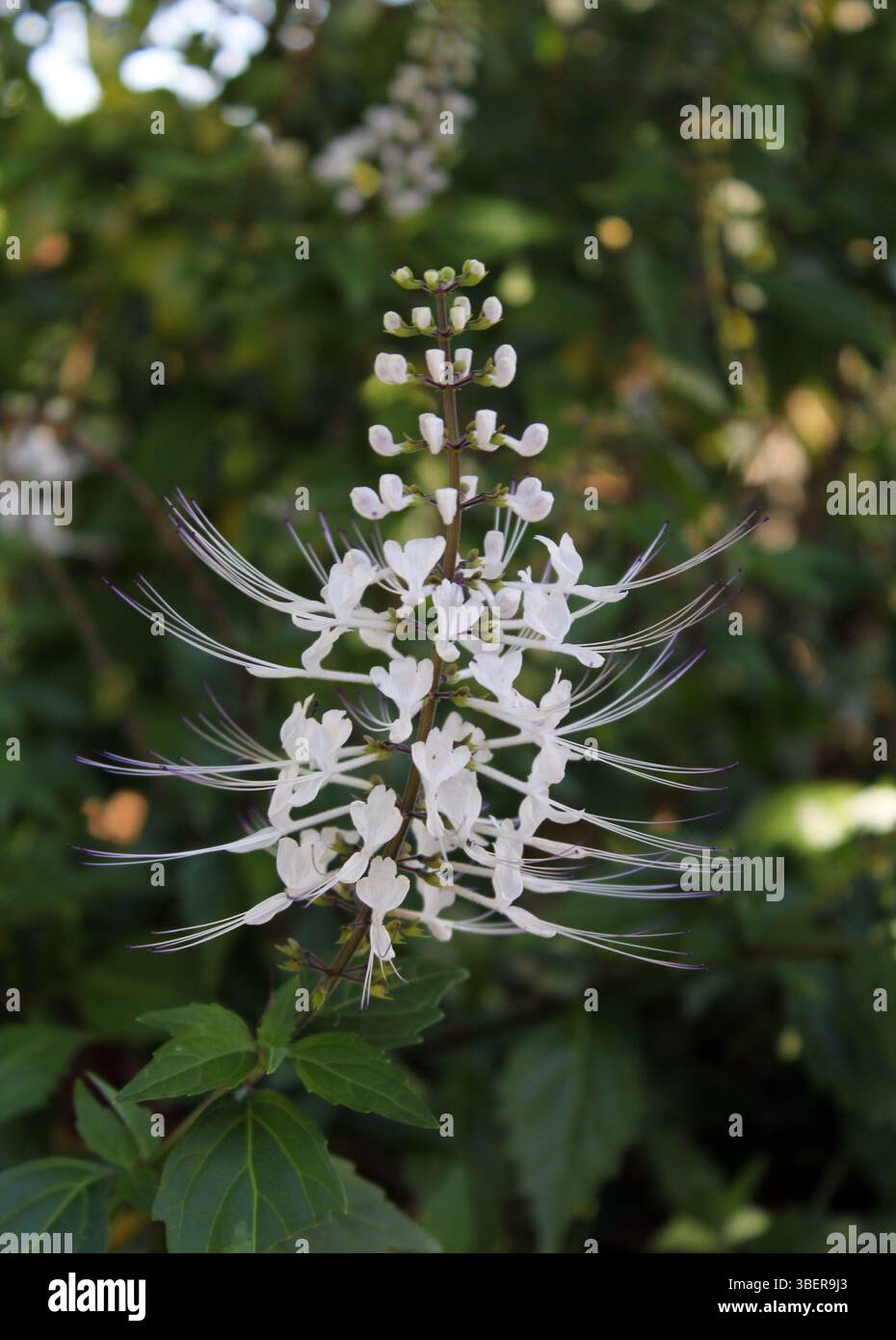 Fleur blanche sur les moustaches d'un chat (orthosiphon aristatus) plante dans un jardin Banque D'Images