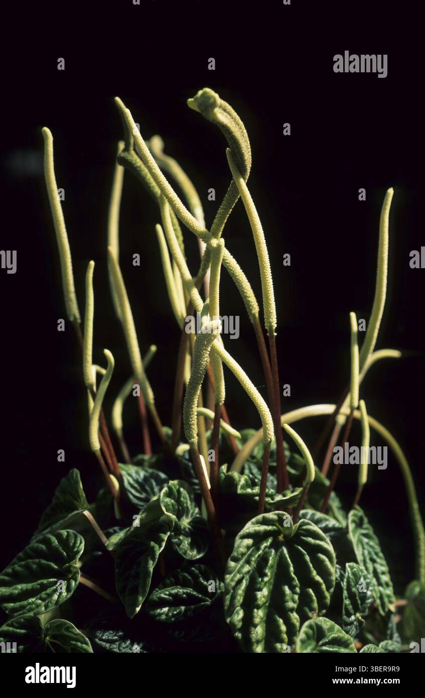Peperomia (Peperomia sp.) Banque D'Images