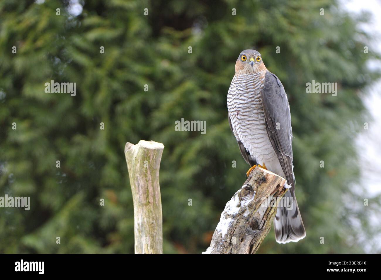 Fauve (Accipiter nisus) Banque D'Images