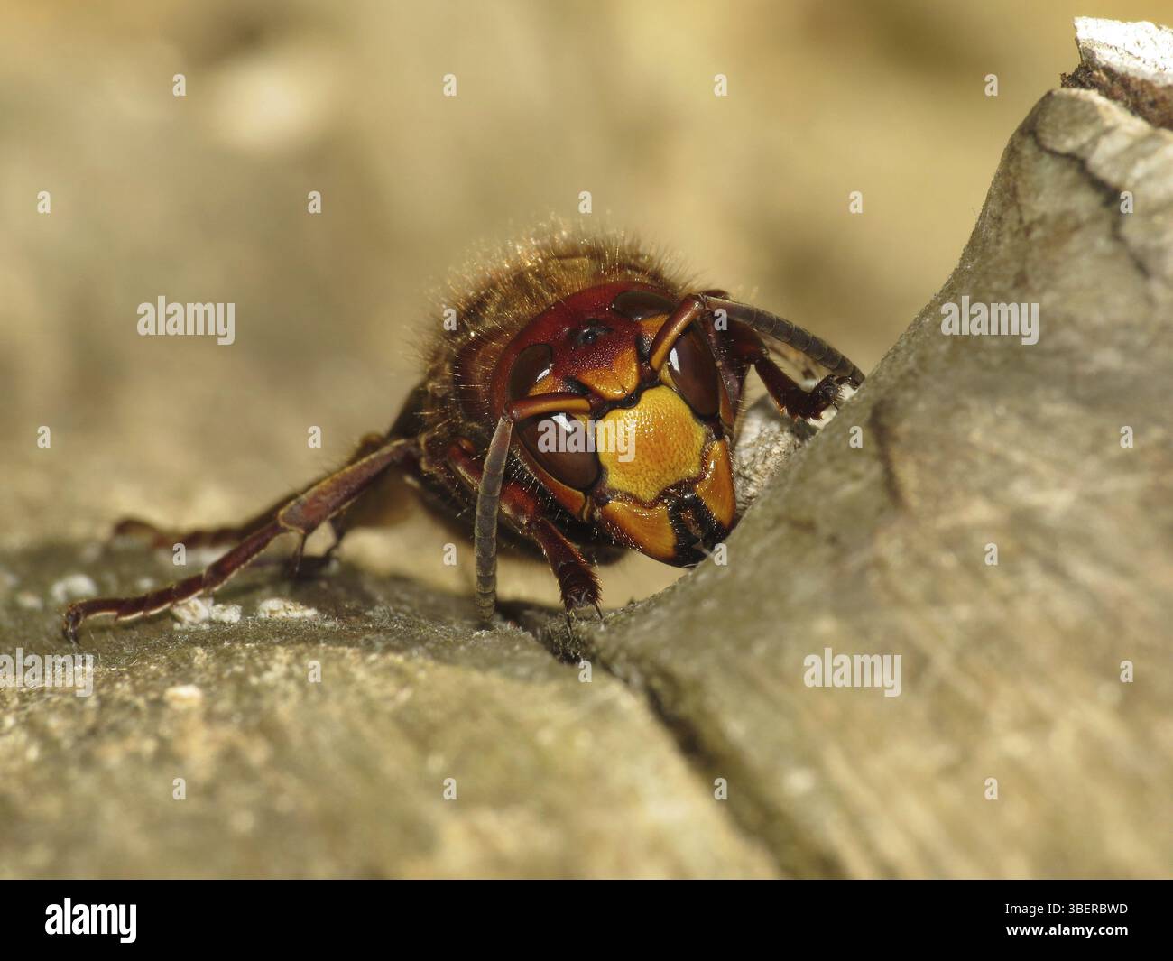 Hornet (Vespa crabro) Banque D'Images