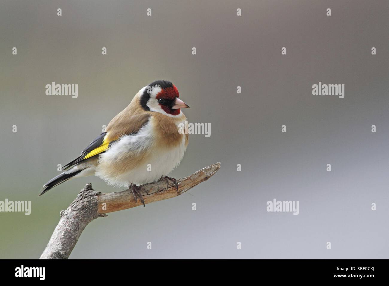 Chardonneret (Carduelis carduelis) Banque D'Images