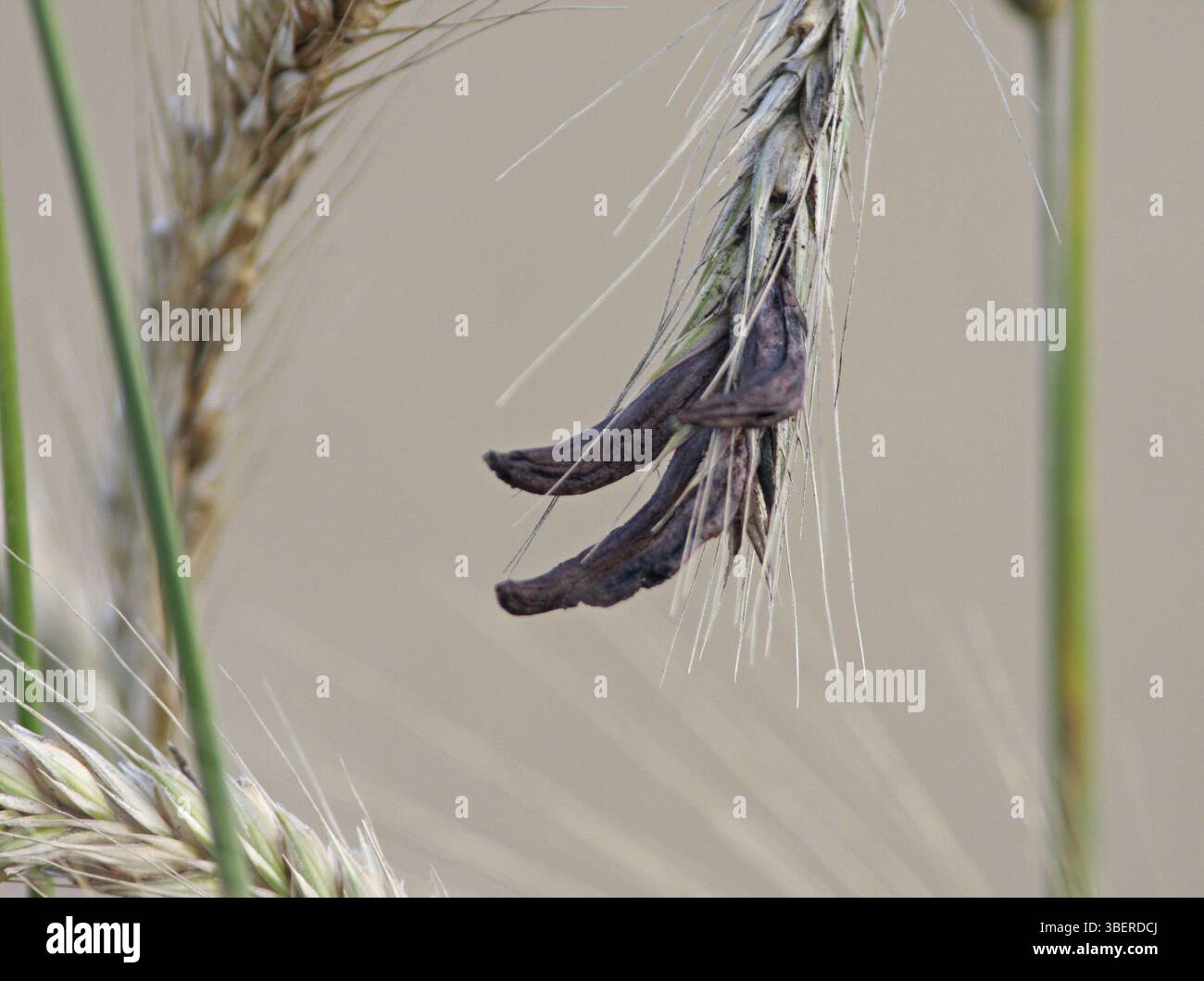 L'ergot (Claviceps purpurea) Banque D'Images L'ergot (Claviceps purpurea) Banque D'Images