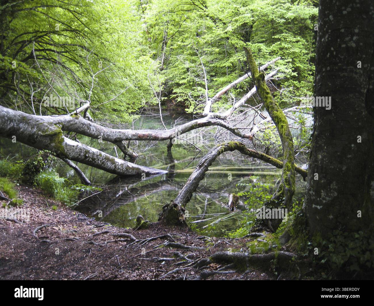 Un arbre tombé dans la jungle Banque D'Images