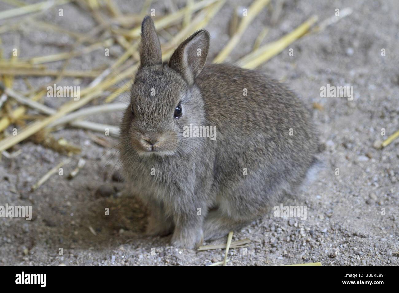 Lapin nain (Brachylagus idahoensis) Banque D'Images