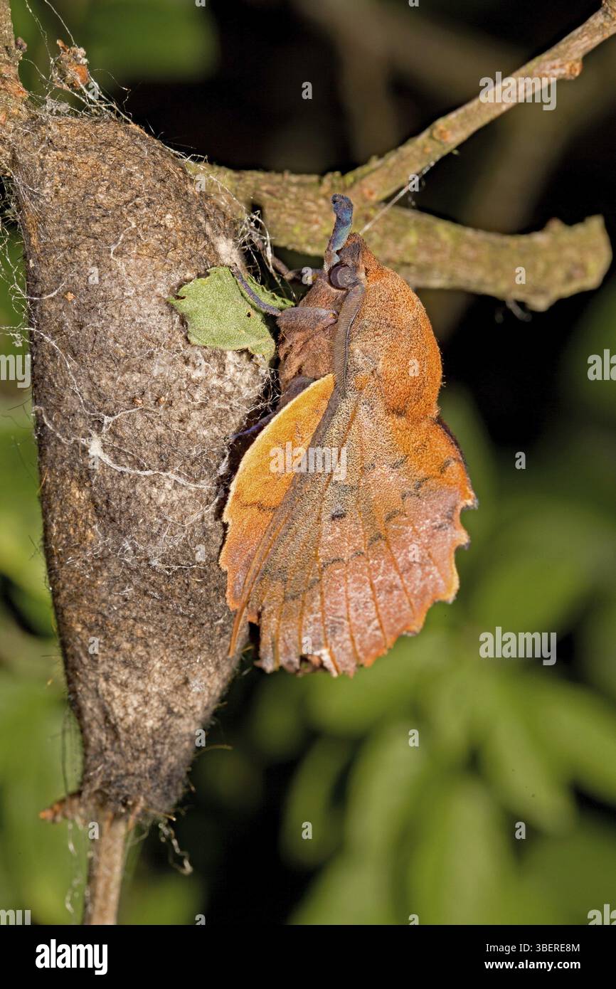 Lueur de cuivre (Gastropacha quercifolia) Banque D'Images