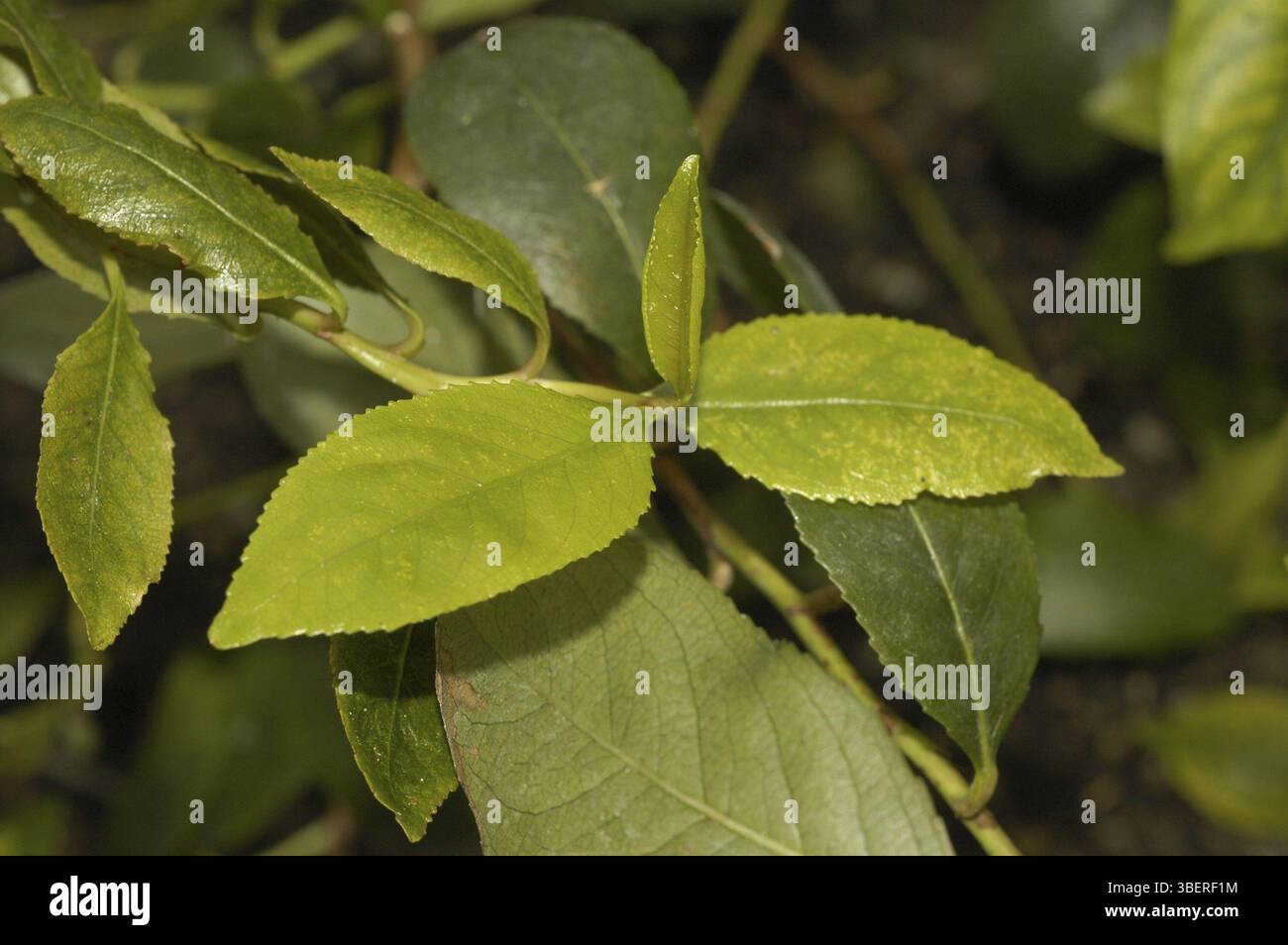 Thé arabe, cath, cath Bush (Catha edulis) Banque D'Images
