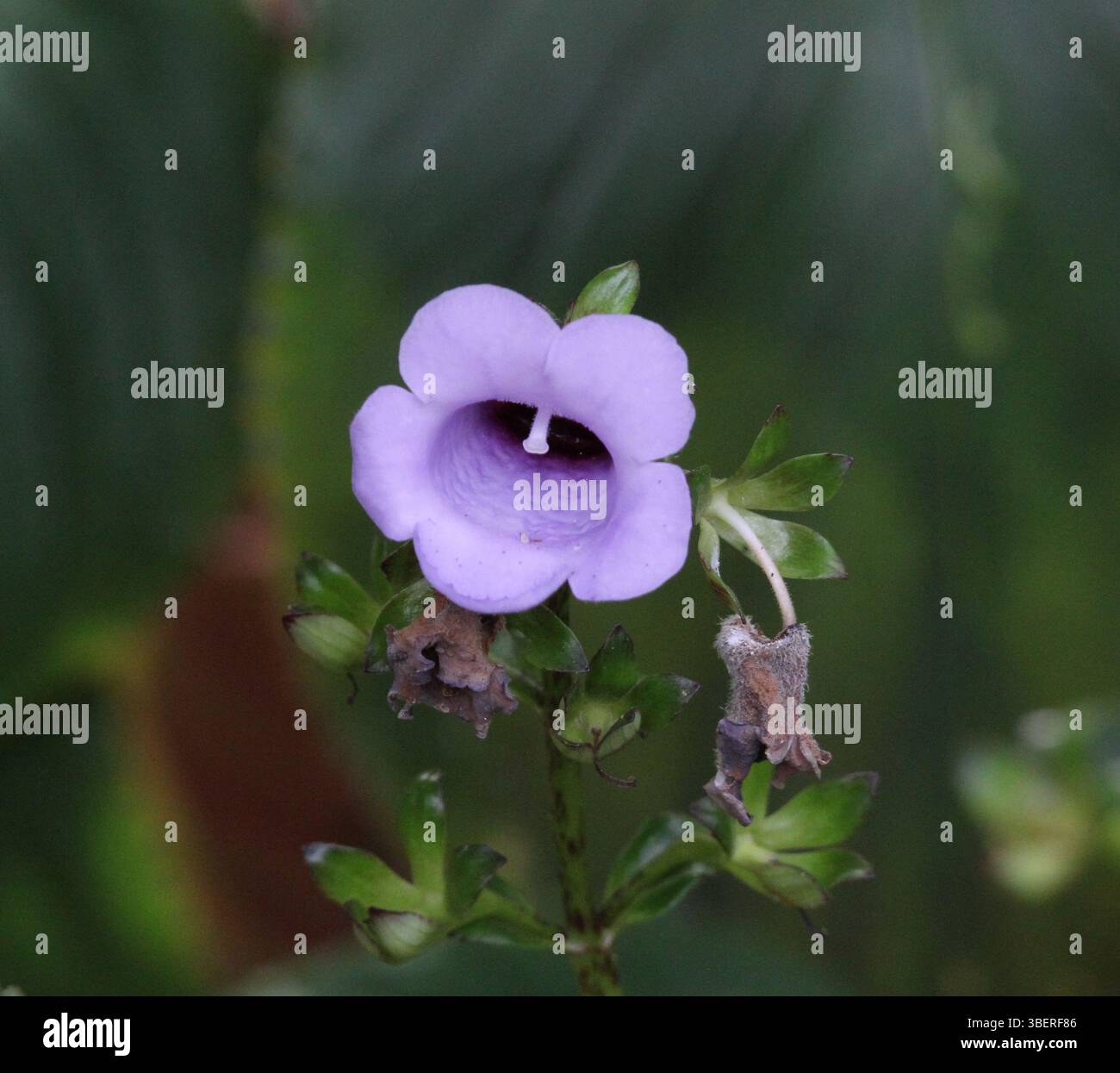 Fleur violette sur une plante gloxinia perennis dans un jardin Banque D'Images