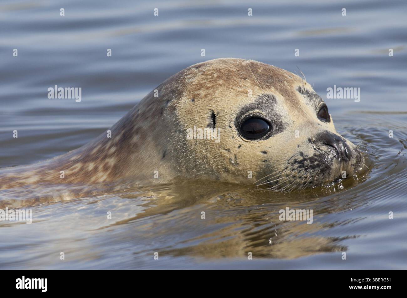 Phoque commun (Phoca vitulina) Banque D'Images