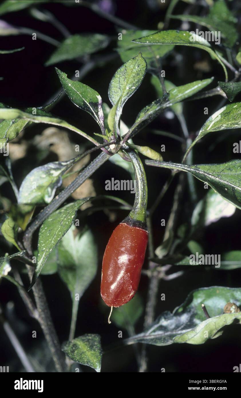 Piment, Tabasco (Capsicum frutescens) Banque D'Images