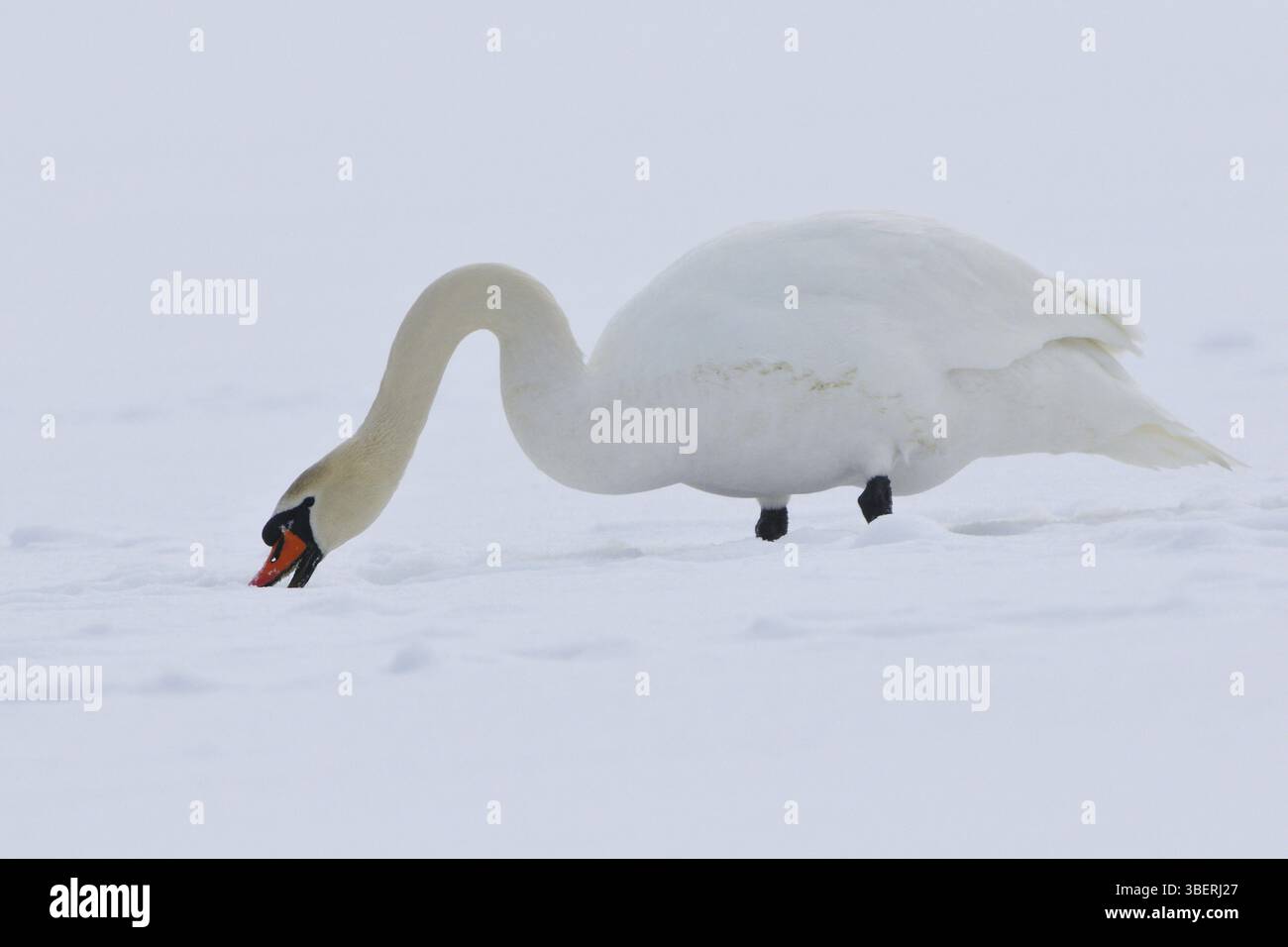 Cygne muet (cygnos olor) Banque D'Images