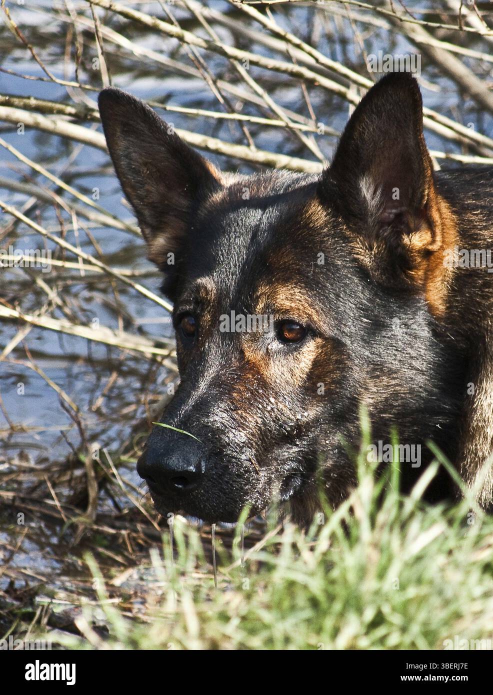 Chien de berger (mammifère) Banque D'Images