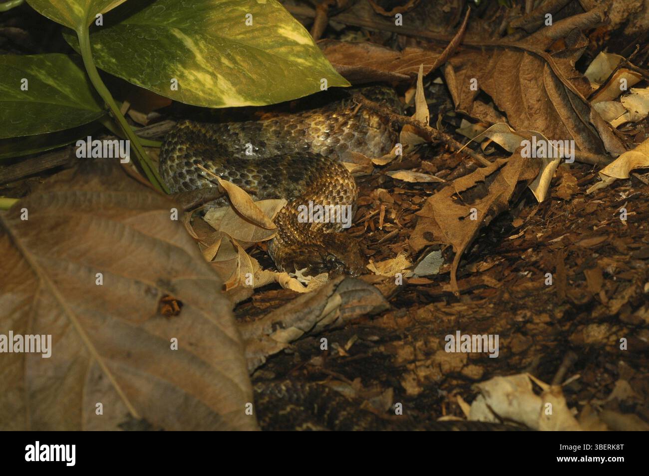 Additionneur de mort (Acanthophis praelongus) Banque D'Images