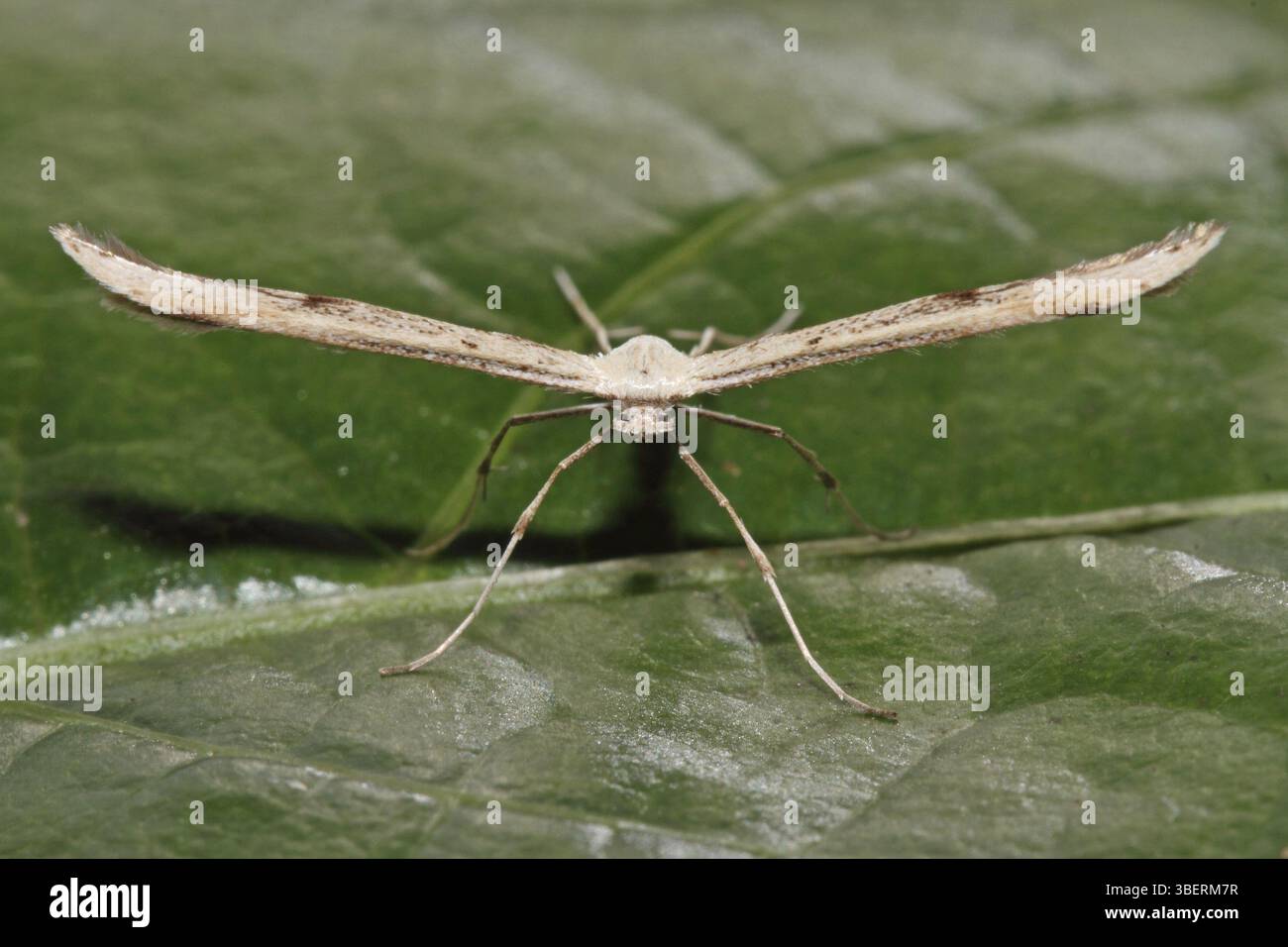 Teigne des plumes Emmelina monodactyla (Emmelina monodactyla) Banque D'Images