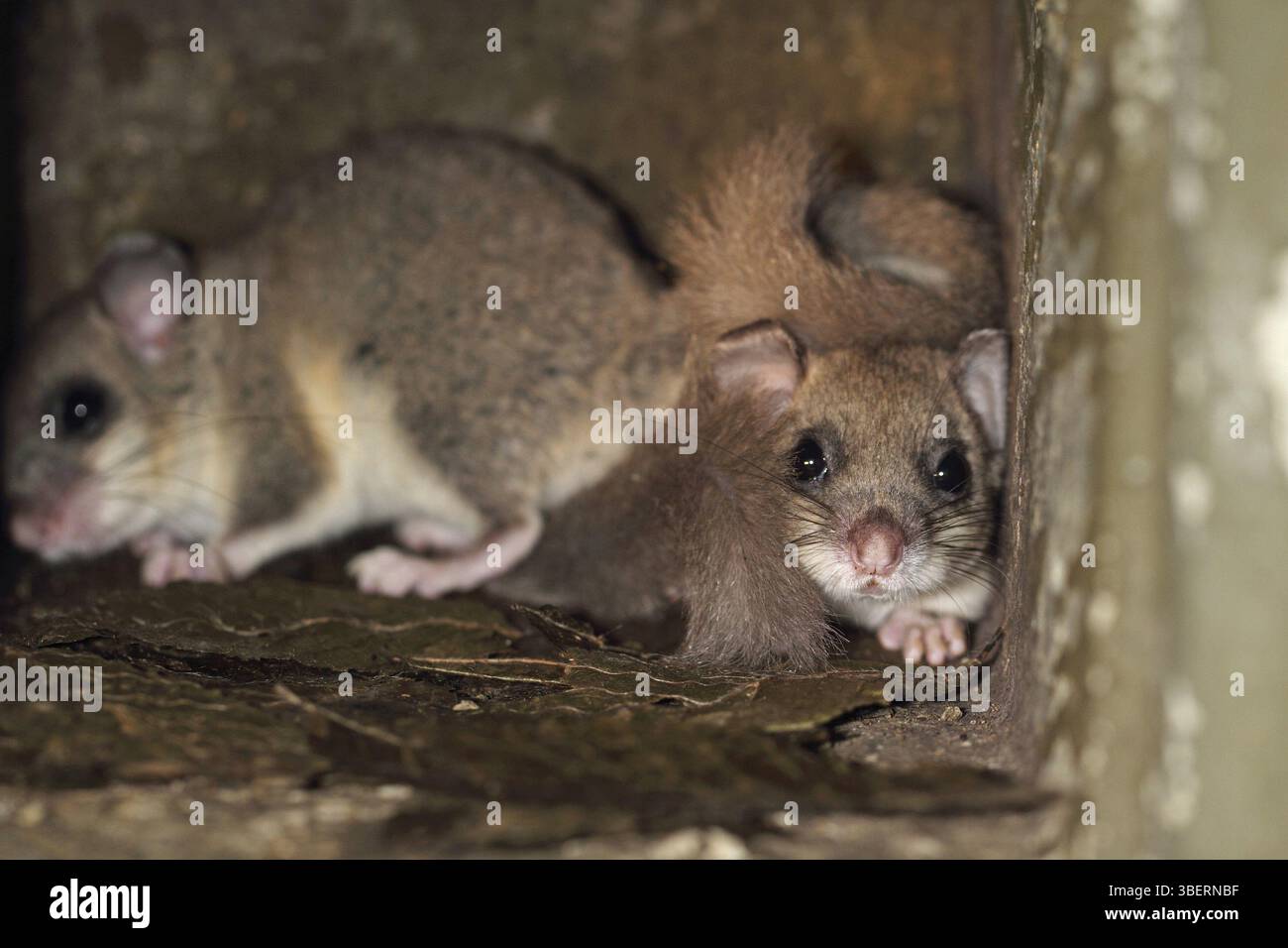 Lérot comestible (Glis glis) Banque D'Images