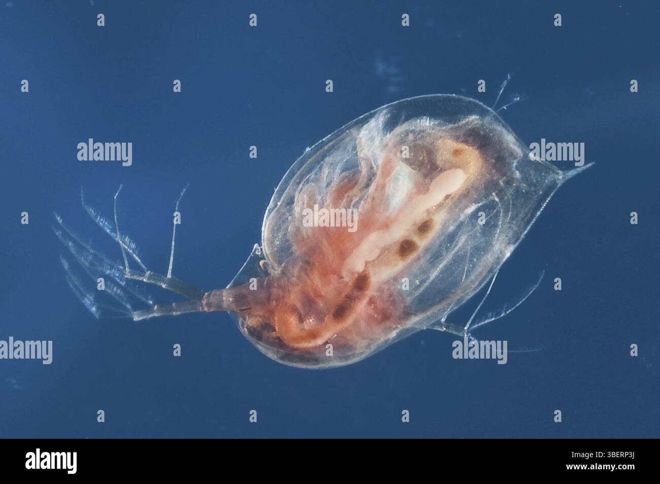 Puce d'eau (Daphnia magna) Banque D'Images