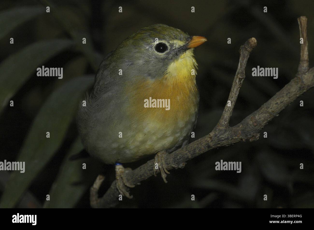 Sunbird, Nightingale chinois (Leiothrix lutea) Banque D'Images