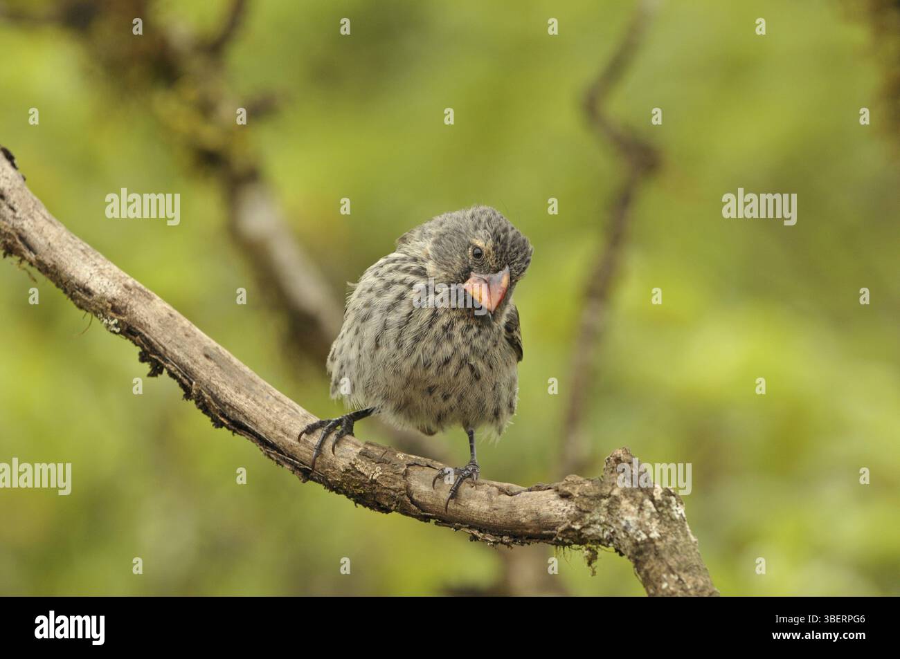 pics (Camarhynchus pallidus) Banque D'Images