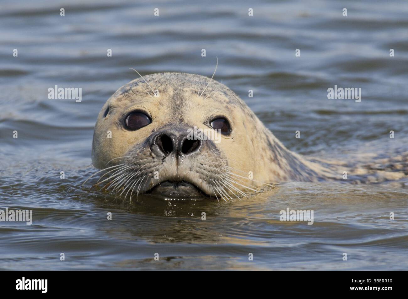 Phoque commun (Phoca vitulina) Banque D'Images