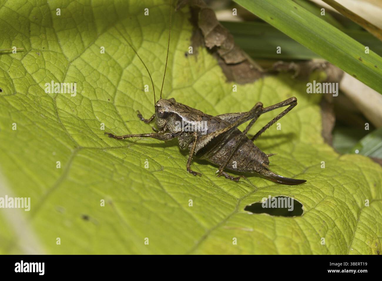 Grillon de brousse commun - femelle (PHolidoptera griseoaptera) Banque D'Images