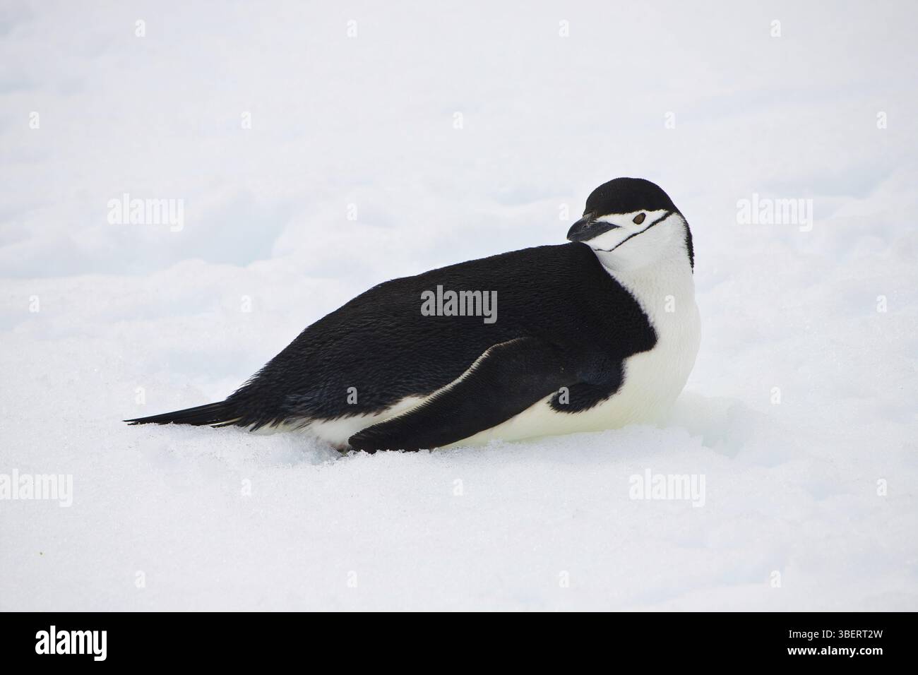 Manchot jugulaire sur la péninsule Antarctique (Pygoscelis antarctica) Banque D'Images