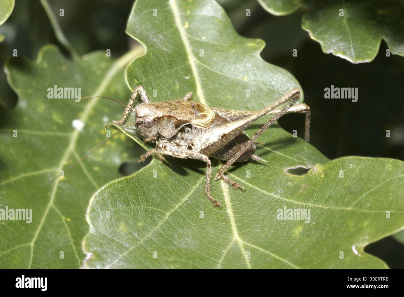 Griseoaptera (PHolidoptera griseoaptera) Banque D'Images