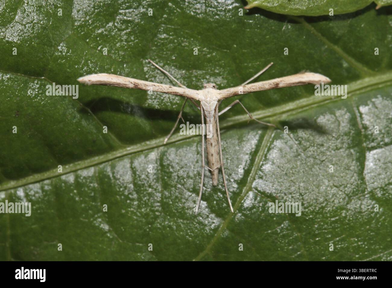 Teigne des plumes Emmelina monodactyla (Emmelina monodactyla) Banque D'Images