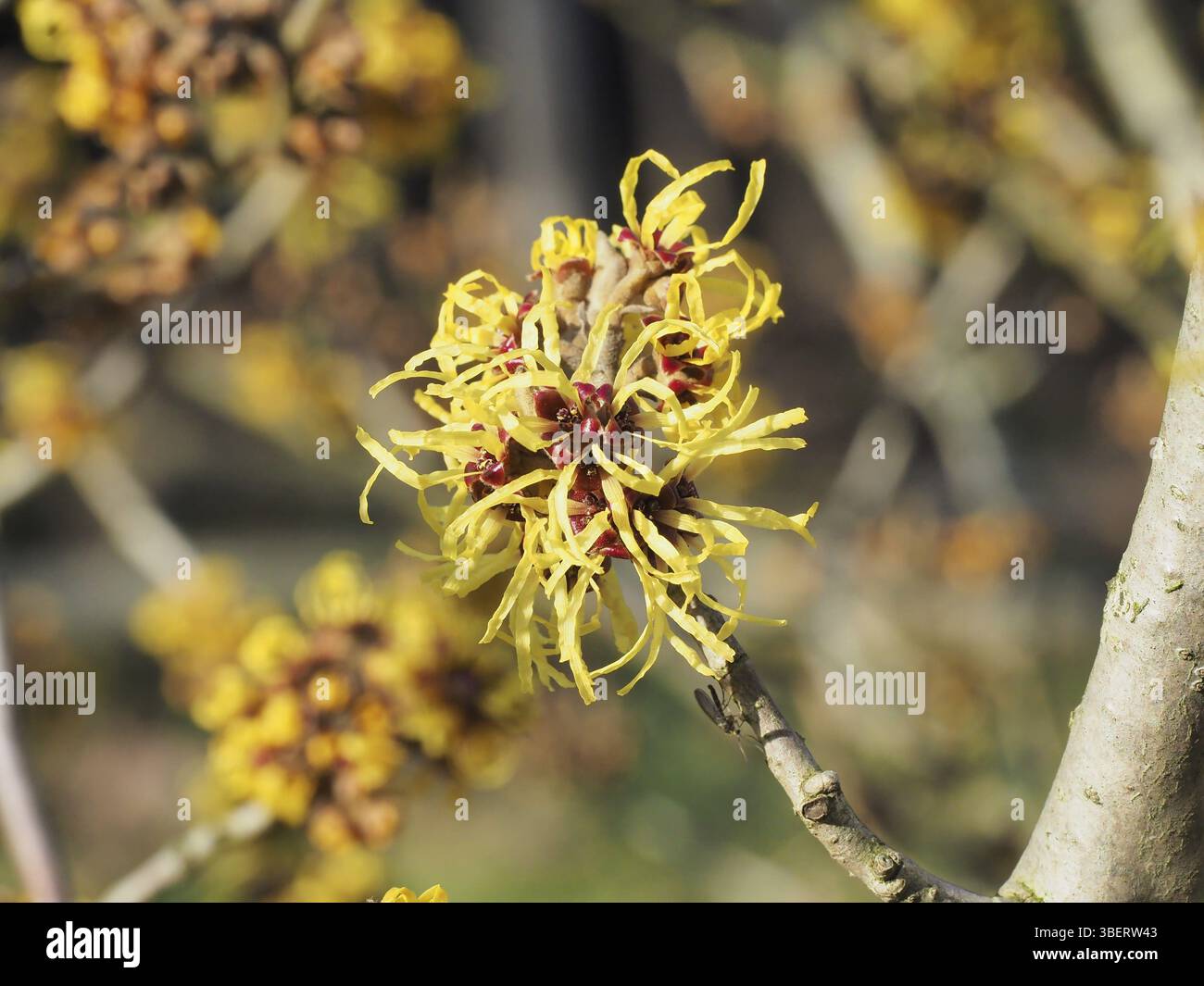 Fleur de noisette sorcière à la fin de l'hiver (Hamamelis intermedia) Banque D'Images