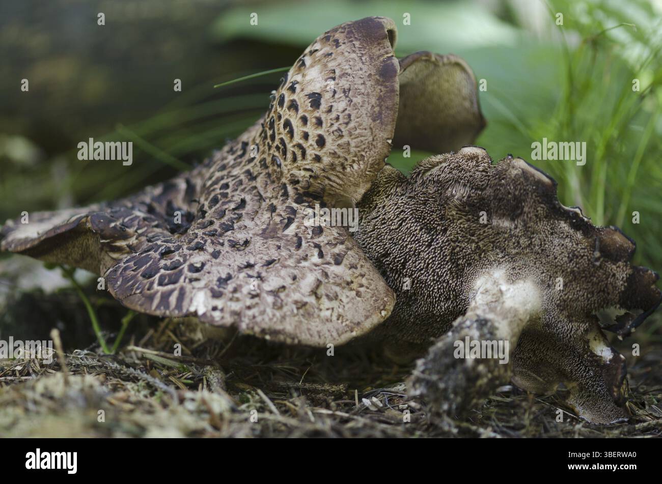 Champignon faucon (Sarcodon imbricatus) Banque D'Images