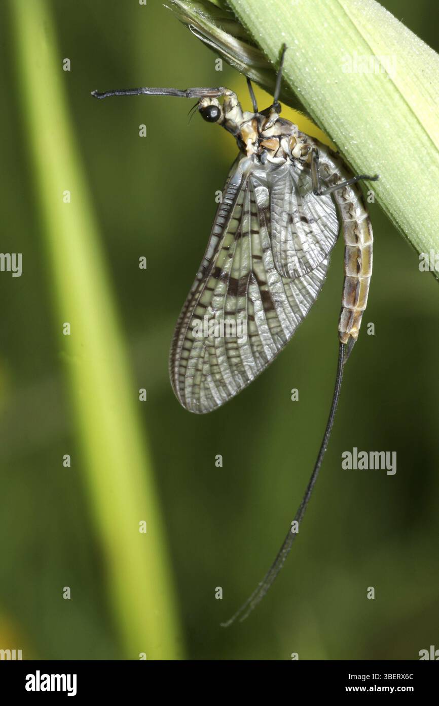 Papillons bruns (Ephemera vulgata) Banque D'Images