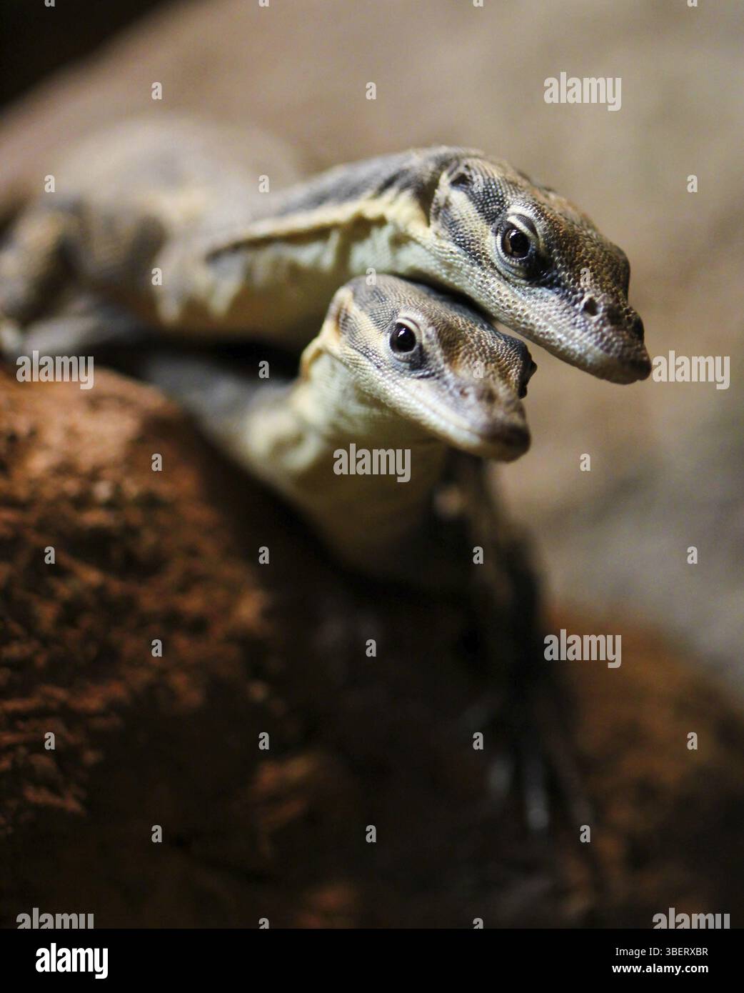 Accouplement du lézard moniteur de roche de Glautert (Varanus glauerti) Banque D'Images