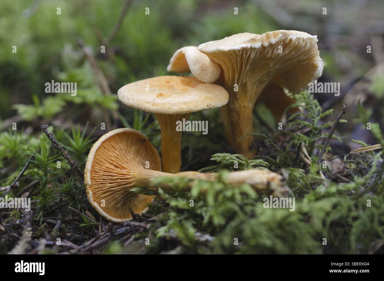 Fausse Chanterelle (Hygrophoropsis aurantiaca) Banque D'Images