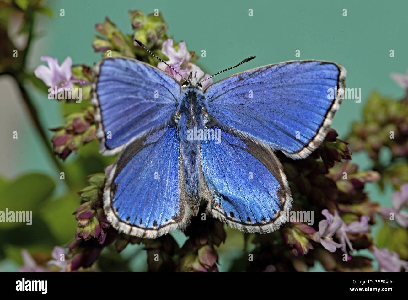 Cranesbill Bleu (Aricia eumedon) Banque D'Images