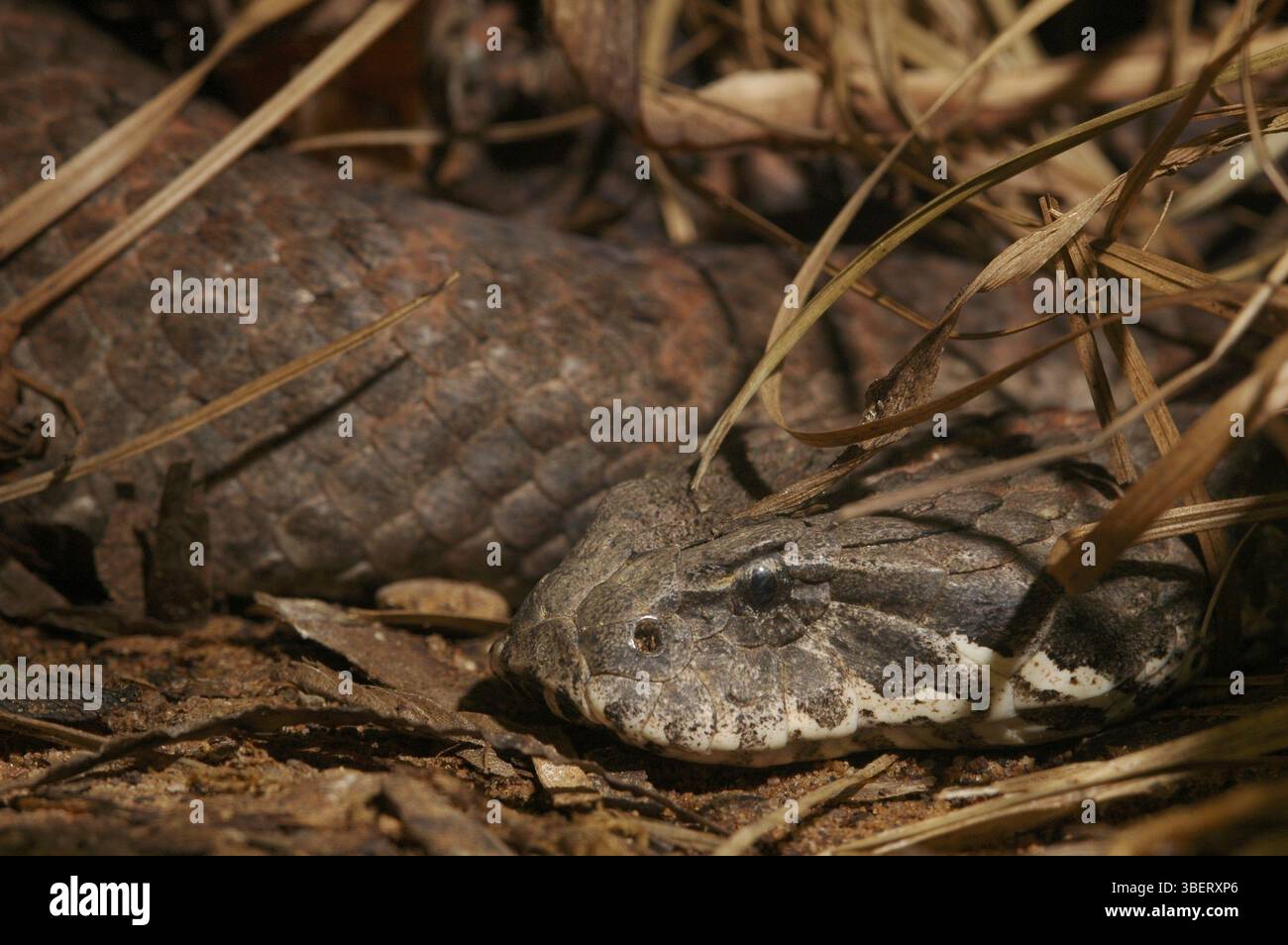 Additionneur de mort australien (Acantophis antarcticus) Banque D'Images