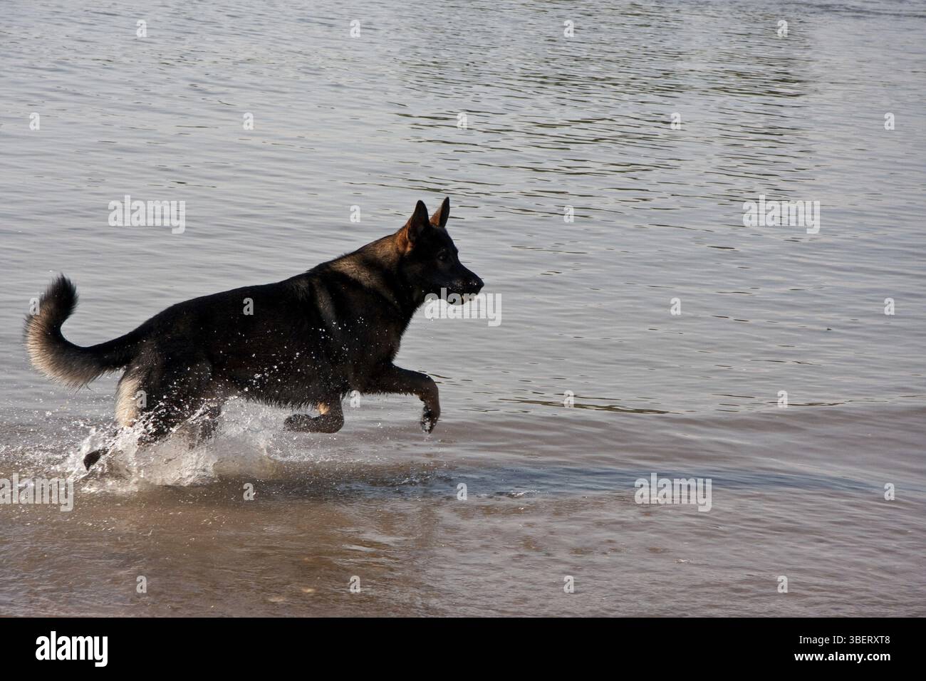Chien de berger Banque D'Images