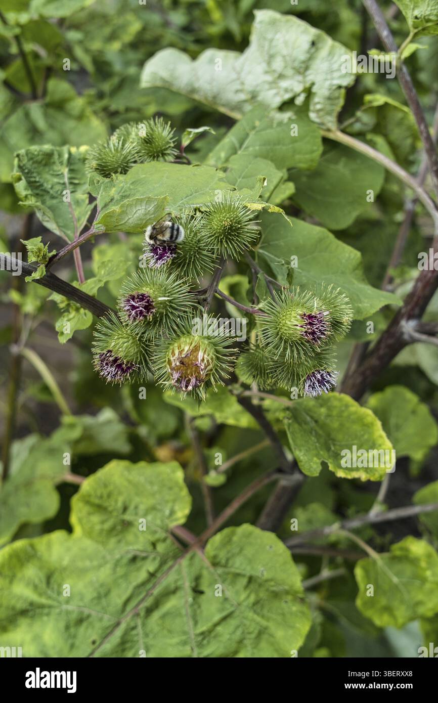 Arctium lappa grande bardane. BURR-THISTLE arctium lappa. (arctium lappa) Banque D'Images