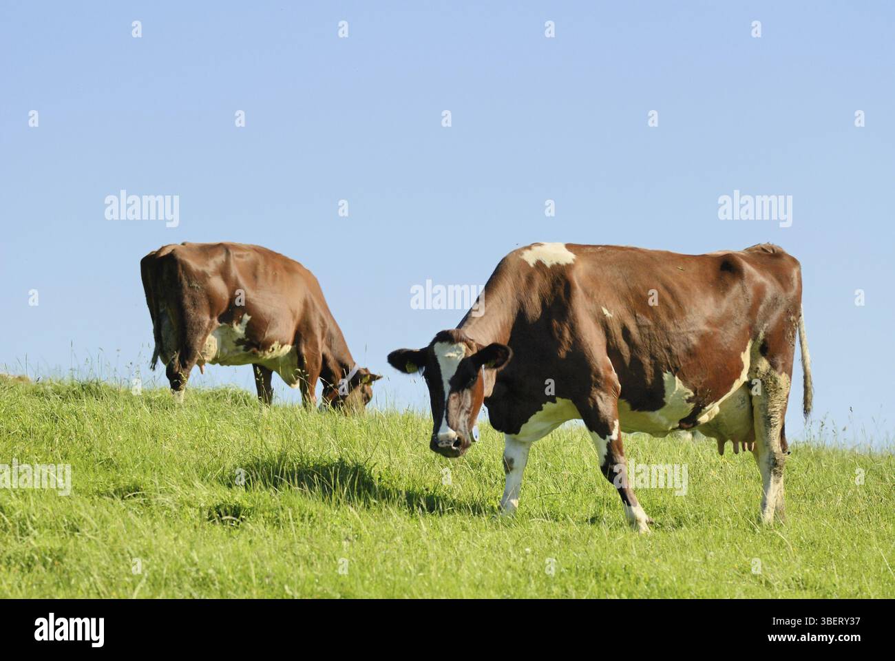 Vache en pâturage (Bos primigenius taurus) Banque D'Images