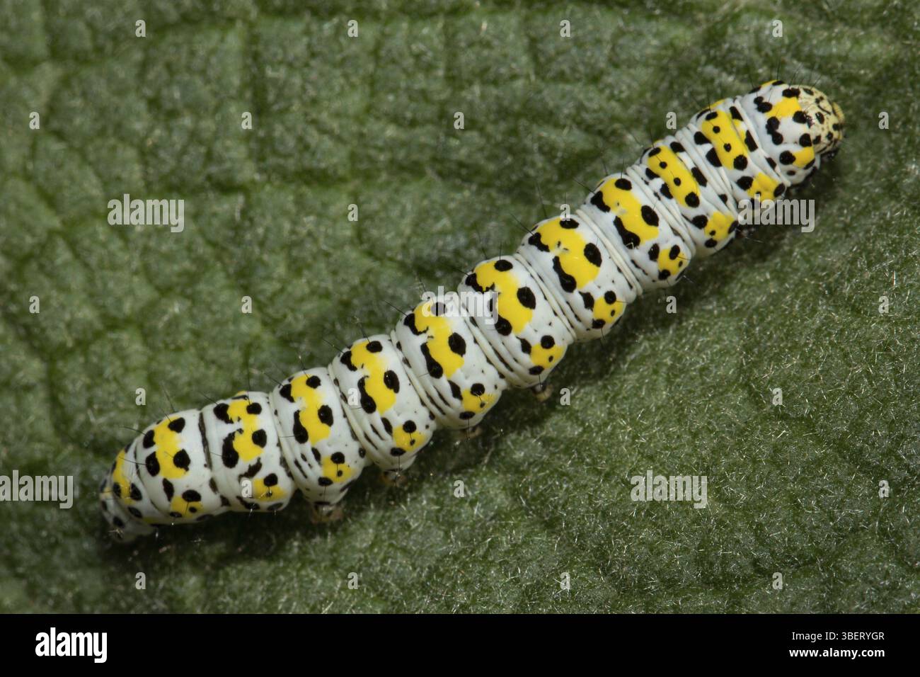 Moine molène (Cucullia verbasci) Banque D'Images