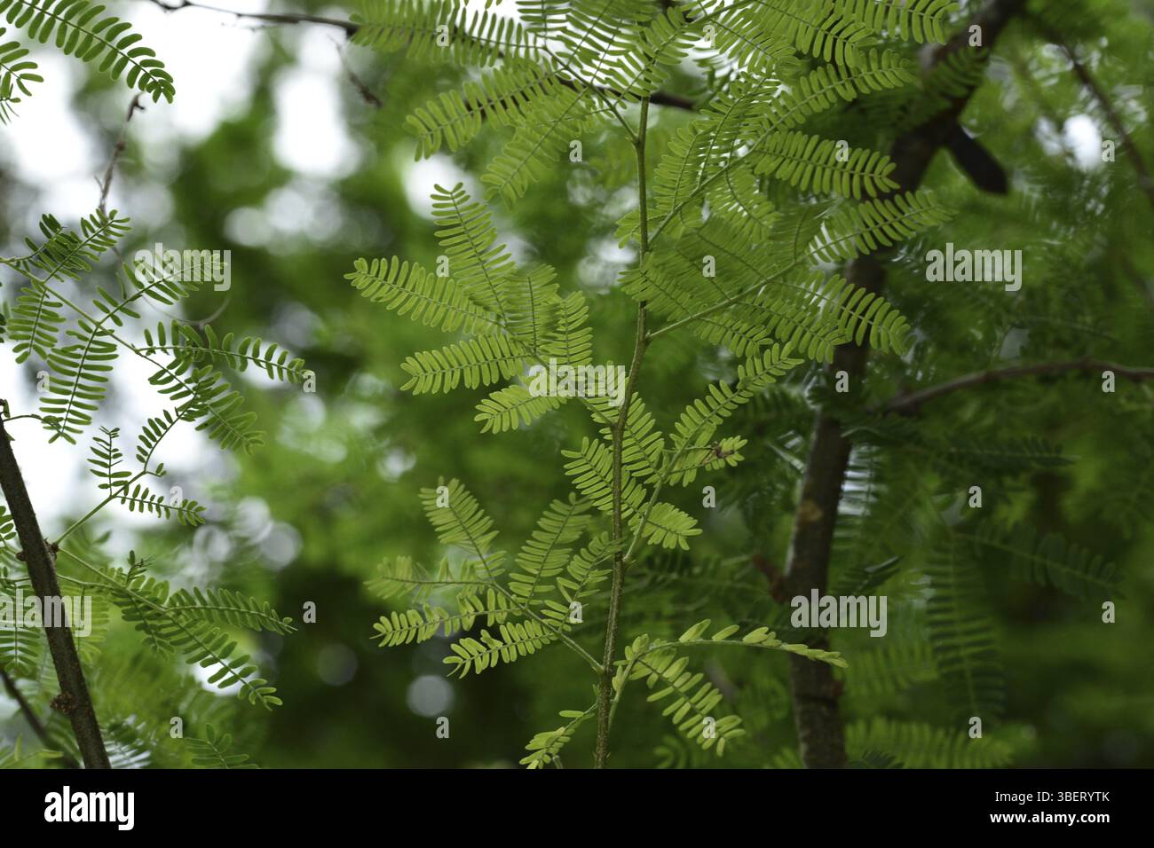 Vachellia farnesiana (Acacia farnesiana) Banque D'Images