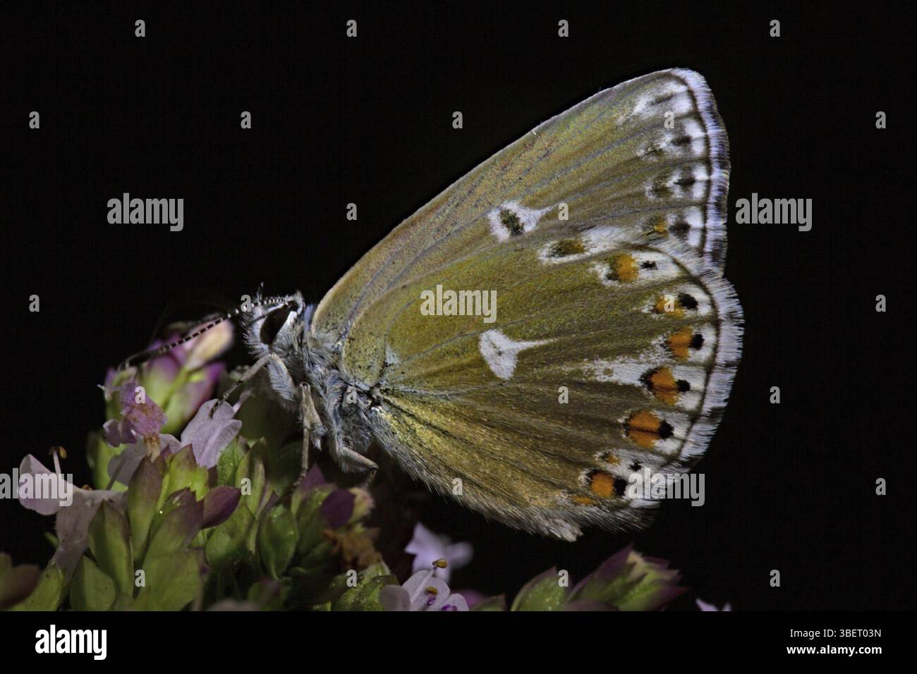 Cranesbill Bleu (Aricia eumedon) Banque D'Images