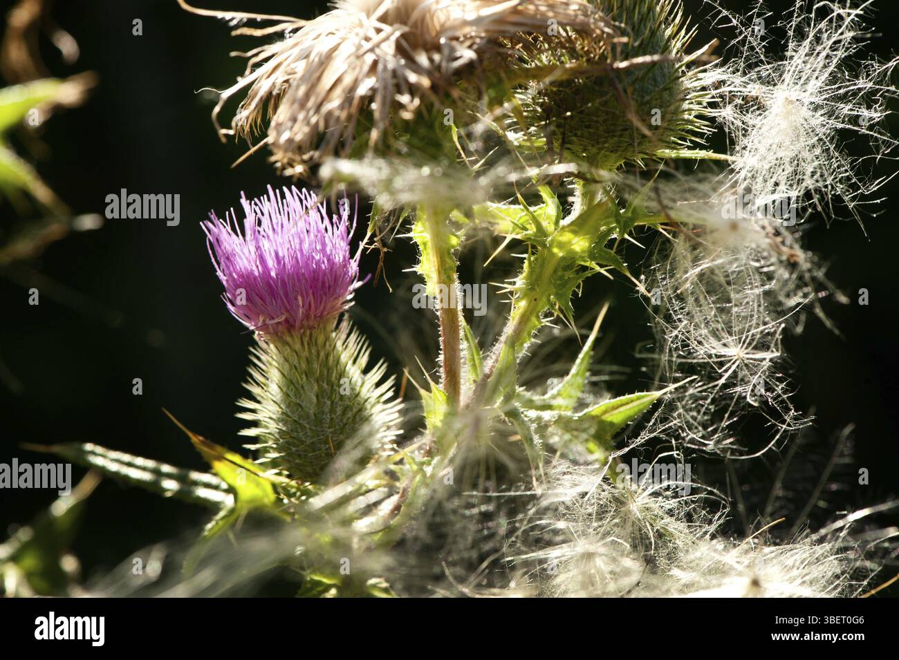 Carthame (cirsium vulgare) Banque D'Images