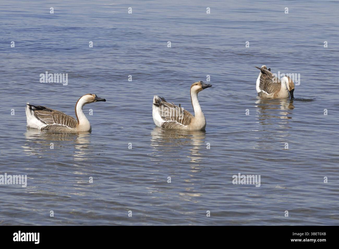 Swan goose (Anser cygnoides) Banque D'Images
