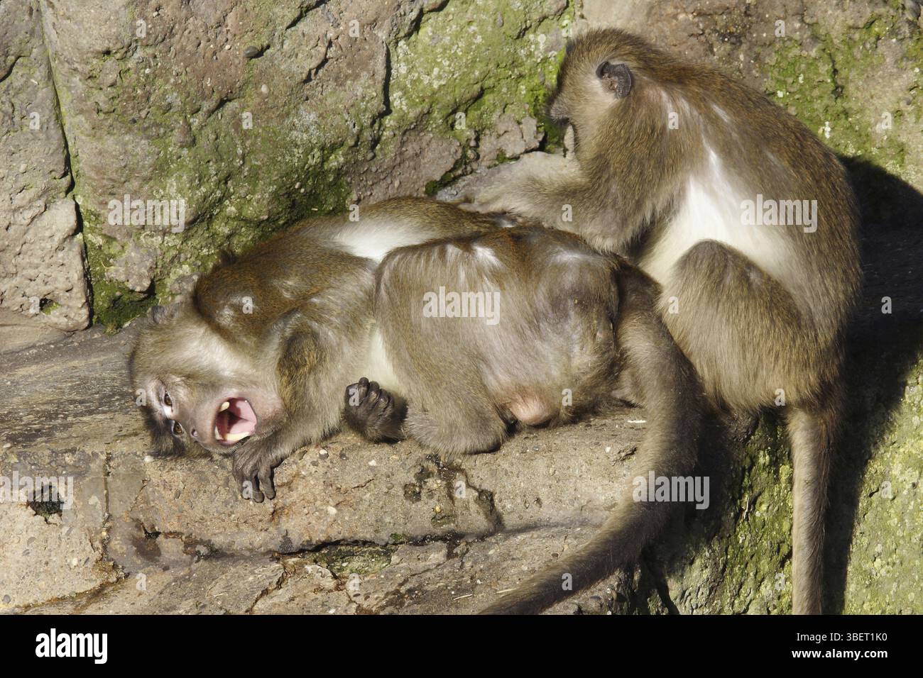 Singe Java avec juvénile (Macaca fascicularis) Banque D'Images